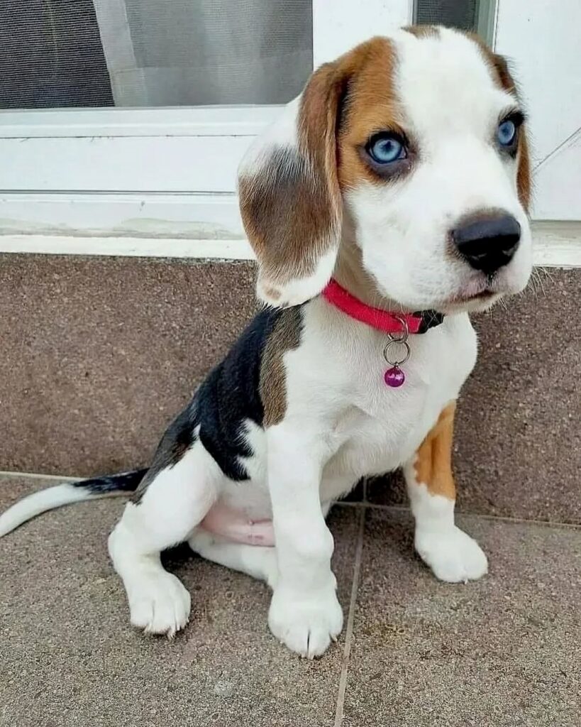 Loki