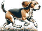 Anns Beagles Home