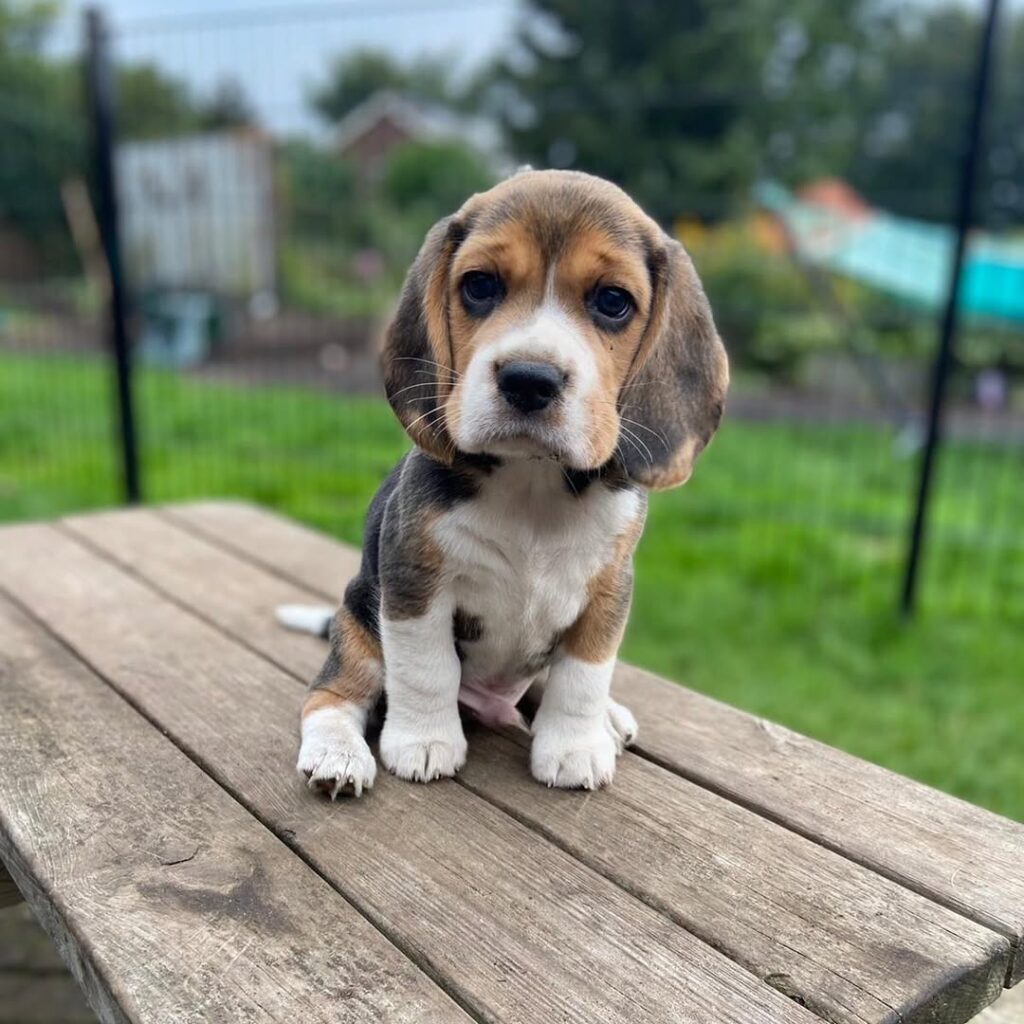 Buddy