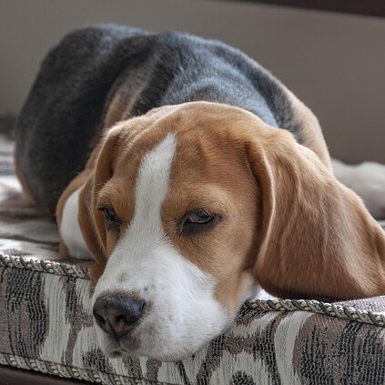 beagle-3877116_640