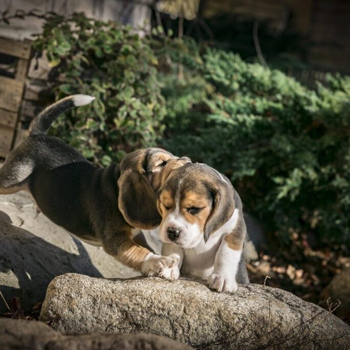 dog-5032073_1920